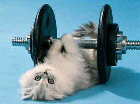 cat exercise Keeping That Kitty Healthy: Kegal Excercises